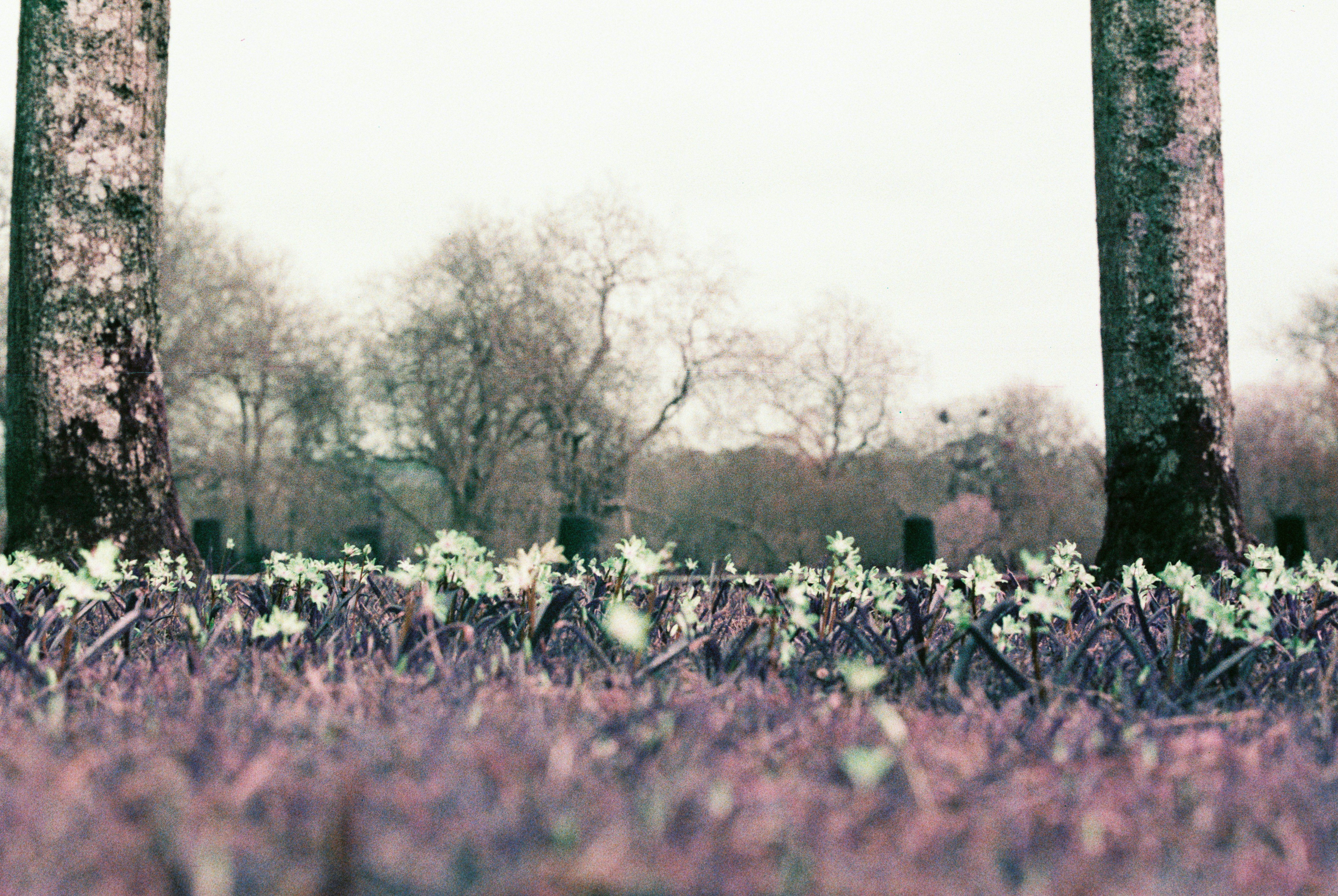 purple flower field during daytime